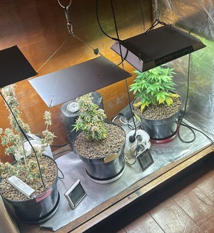 zabezpieczone substancje